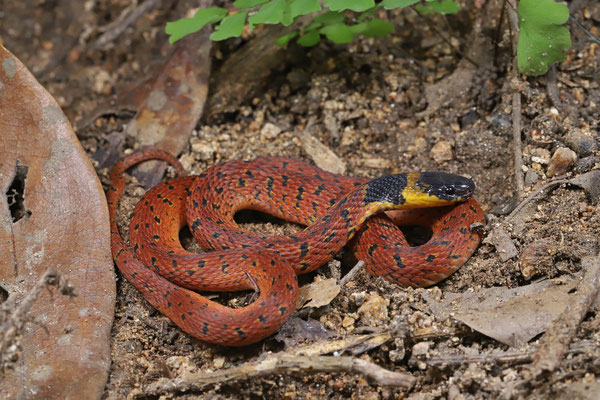 Redback Coffee Snake (Ninia sebae)