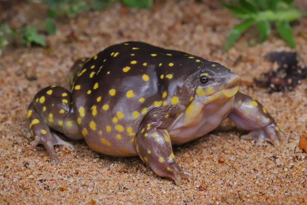 Spotted Snout-burrower (Hemisus guttatus) female