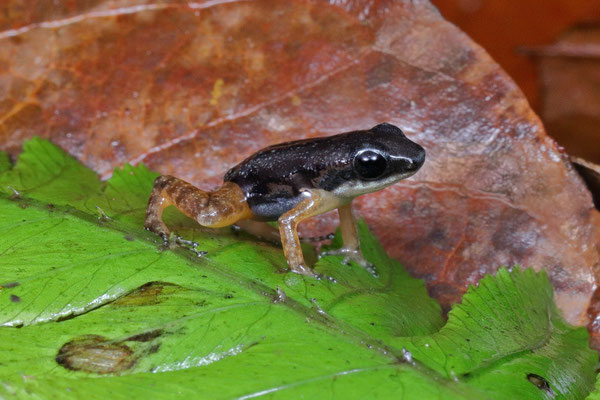 Rainforest Rocket Frog (Silverstoneia flotator) 