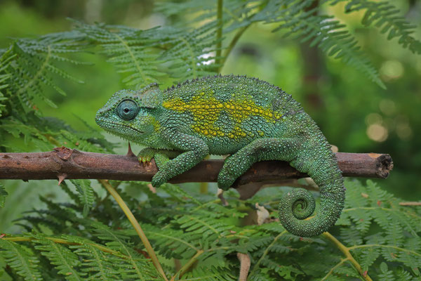 Crater Highlands Side-striped Chameleon (Trioceros sternfeldi) male