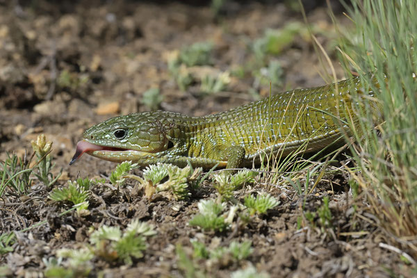 Transvolcanic Alligator Lizard (Barisia imbricata) 