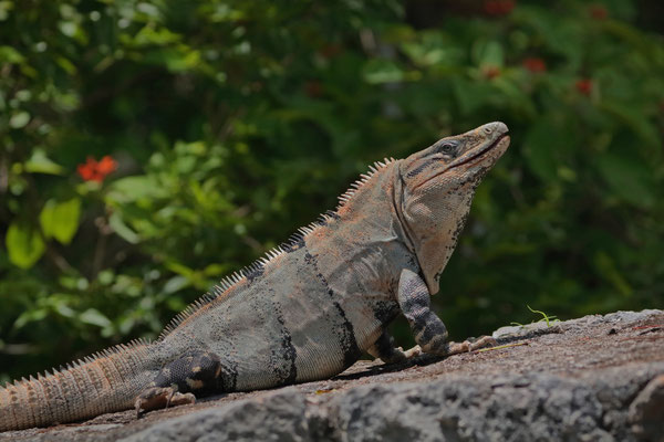 Dominant male Black Spiny-tailed Iguana (Ctenosaura similis)
