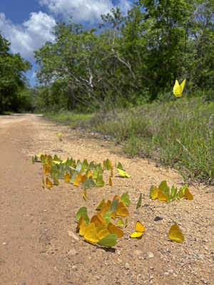 The recent rains brought out the butterflies in force.