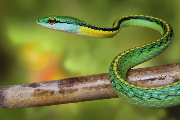 Pacific Coast Parrot Snake (Leptophis diplotropis)