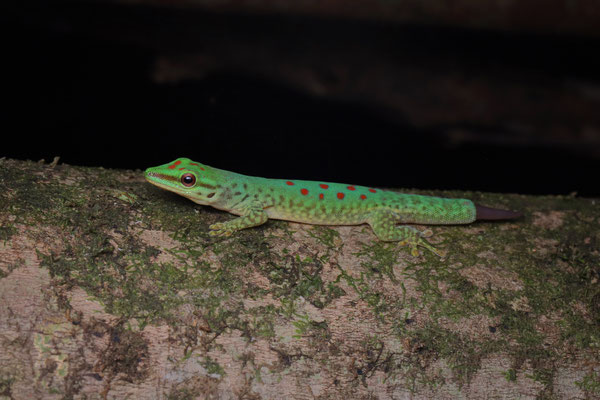 Speckled Day Gecko (Phelsuma guttata) 