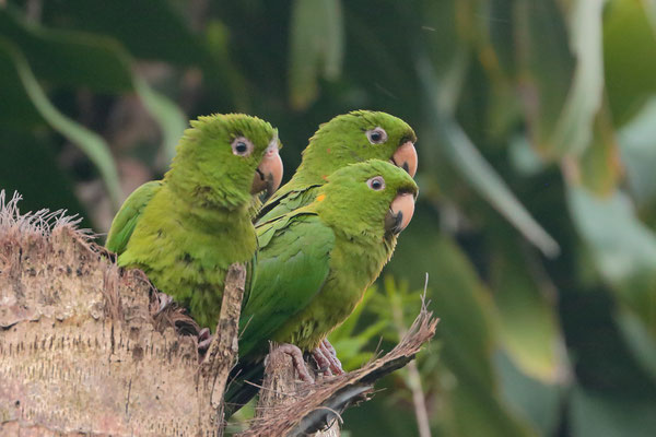Pacific Parakeets (Psittacara strenuus)