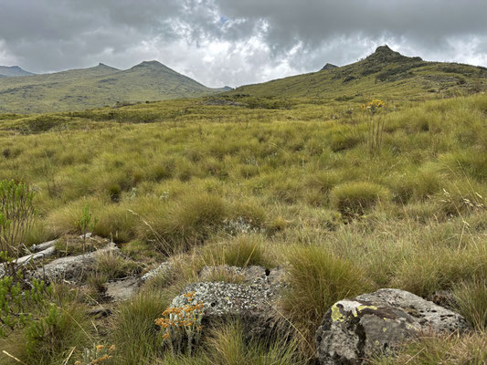 The grassy meadows above 3000m are the perfect place to find Kenya Montane Viper.