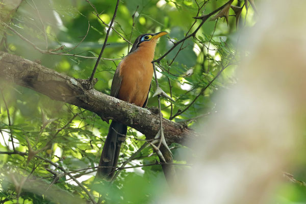 Lesser Ground-Cuckoo (Morococcyx erythropygus)