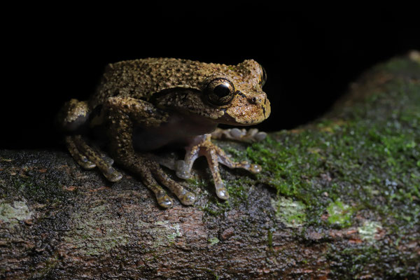 Ixil Spikethumb Frog (Plectrohyla ixil)