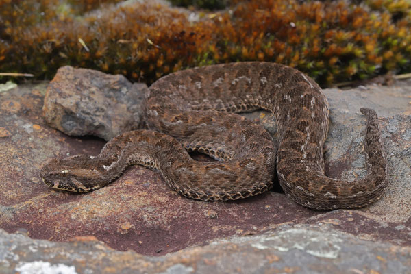 Berg Adder (Bitis atropos)
