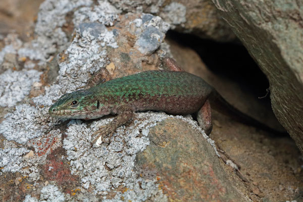 Erhard's Wall Lizard (Podarcis erhardii)