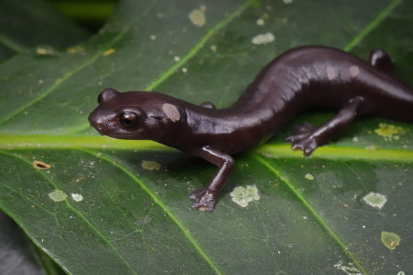 Oaxacan Mushroomtongue Salamander (Bolitoglossa macrinii)
