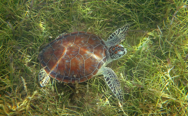 Green Sea Turtle (Chelonia mydas)