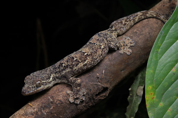 Turnip-tail Gecko (Thecadactylus rapicauda) 