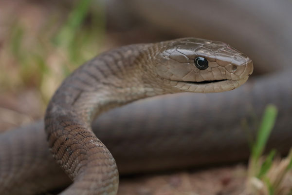 Black Mamba (Dendroaspis polylepis)