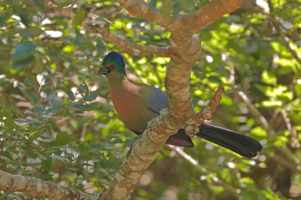 Purple-crested Turaco (Gallirex porphyreolophus)