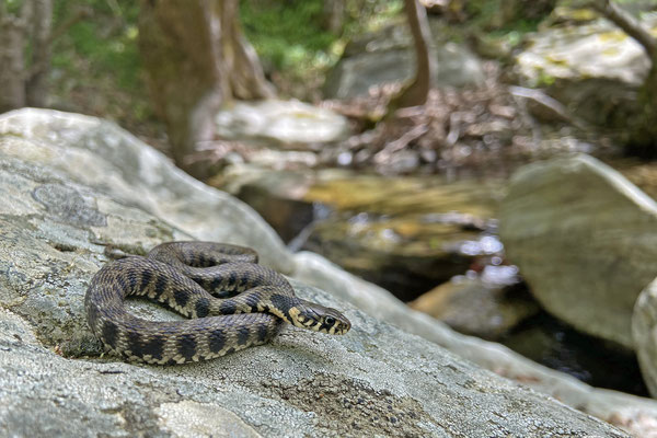 Grass Snake (Natrix natrix)