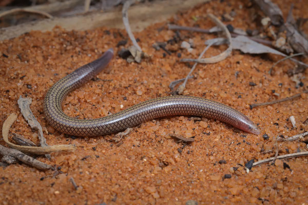 Striped Burrowing Skink (Grandidierina lineata) 
