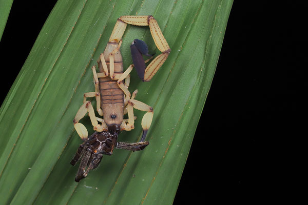 Black-edged Bark Scorpion (Centruroides limbatus) feeding on a spider.