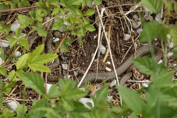 Smooth Snake (Coronella austriaca) basking