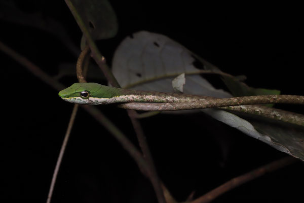 Usambara Vine Snake (Thelotornis usambaricus)