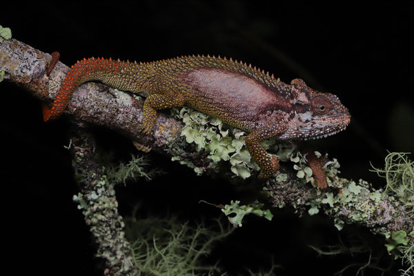 Transvaal Dwarf Chameleon (Bradypodion transvaalense)