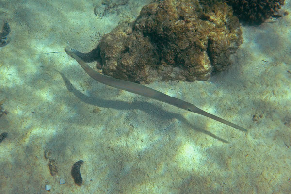 Bluespotted Cornetfish (Fistularia commersonii)