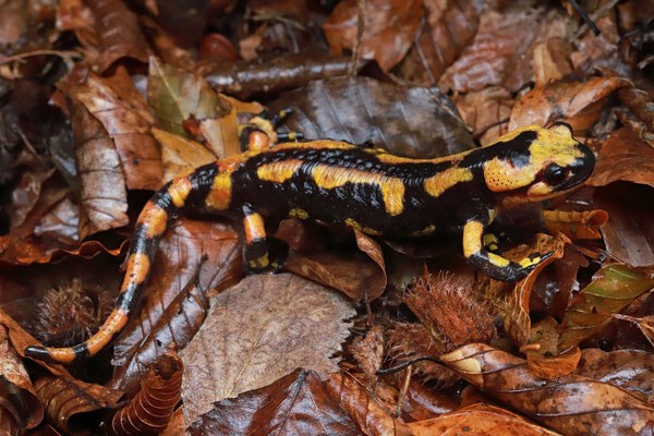 Fire Salamander (Salamandra salamandra gigliolii) 