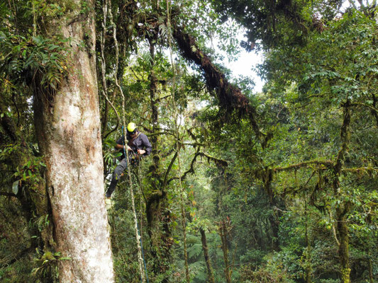 Ollie herping in the canopy. © Wouter Beukema