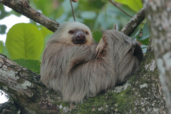 Northern Two-toed Sloth (Choloepus hoffmanni)