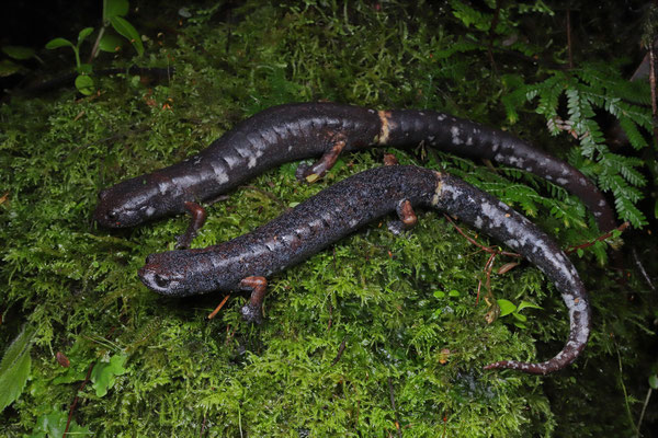 Ring-tailed Webfoot Salamanders (Bolitoglossa robusta)