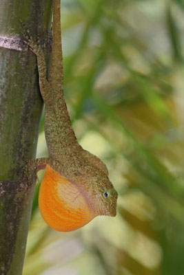...including this impressive male!