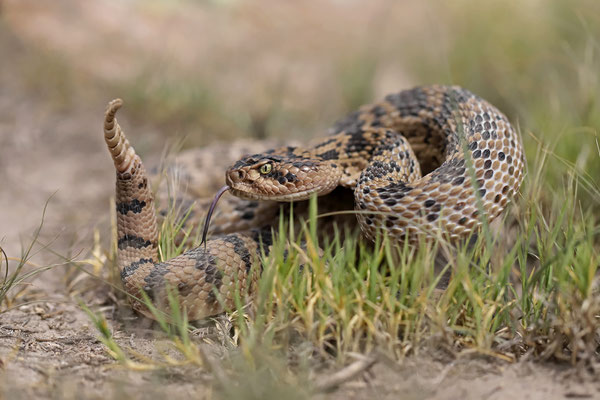 Huamantlan Rattlesnake (Crotalus scutulatus salvini) 