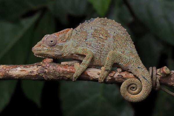 Transkei Dwarf Chameleon (Bradypodion caffrum) female