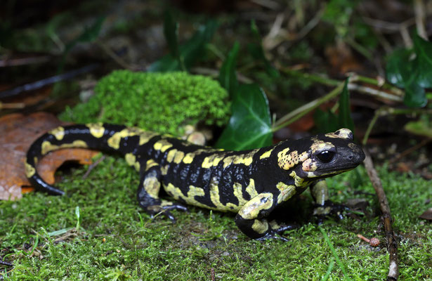 Fire Salamander (Salamandra salamandra gallaica)