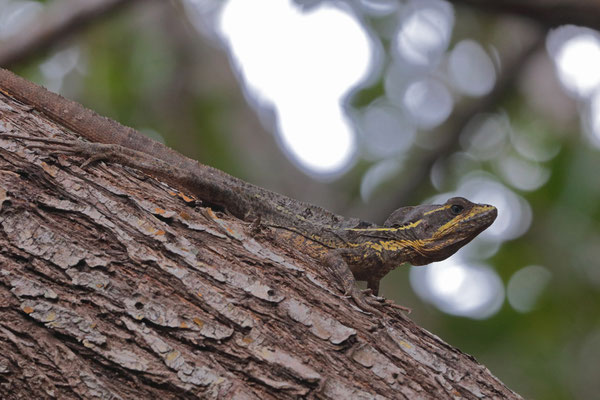 Not as common as in other parts of Mexico: Brown Basilisk (Basiliscus vittatus)