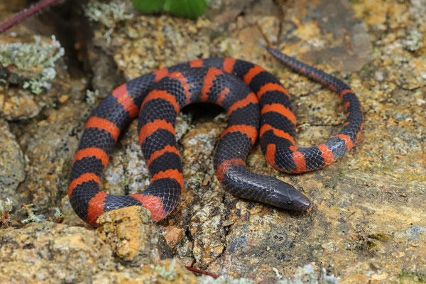 Duellman's Earthsnake (Geophis duellmani)