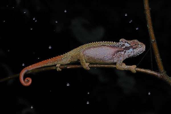 Transvaal Dwarf Chameleon (Bradypodion transvaalense)