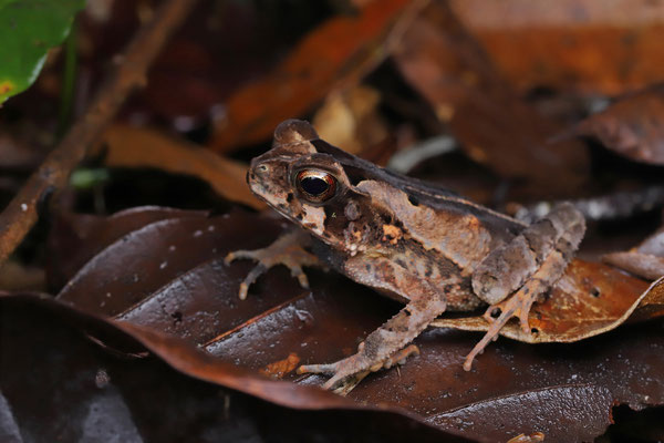 Atlantic Forest Toad (Incilius melanochlorus) 