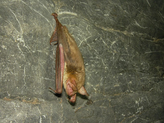 Lesser Mouse-eared Bats (Myotis blythii) have huge colonies here, most out of range for photography but some individuals hang on the walls rather than on the ceiling of the cave.