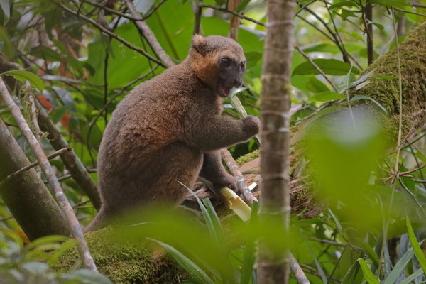 Golden Bamboo Lemur (Hapalemur aureus) having a bamboo lunch.