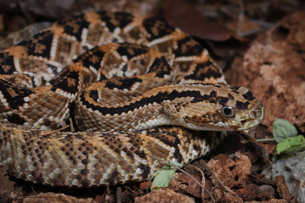 Yucatán Neotropical Rattlesnake (Crotalus tzabcan)