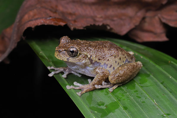 Matuda's Spikethumb Frog (Plectrohyla matudai) 