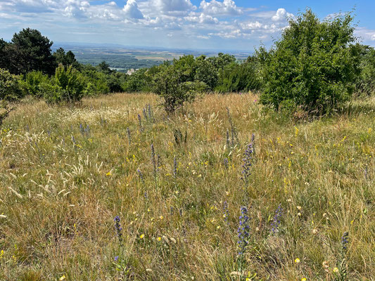 These dry grasslands are rich in species, but are sadly becoming increasingly rare.