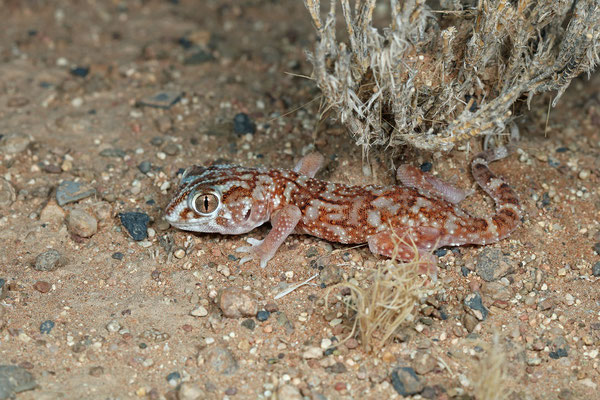 Giant Ground Gecko (Chondrodactylus angulifer)