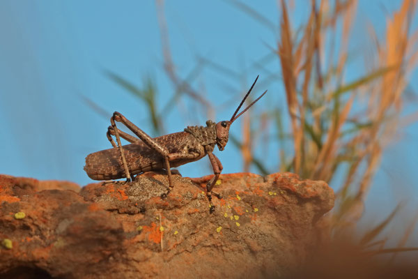 Leprous Milkweed Locust (Phymateus leprosus)