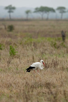 A familiar face on the savanna: White Stork (Ciconia ciconia)