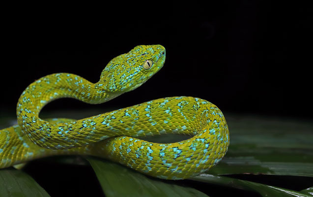 Guatemalan Palm Pitviper (Bothriechis bicolor)