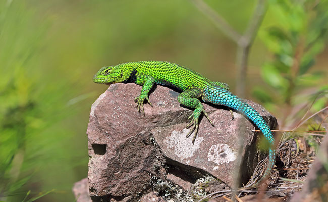 Bocourt's Emerald Lizard (Sceloporus smaragdinus)