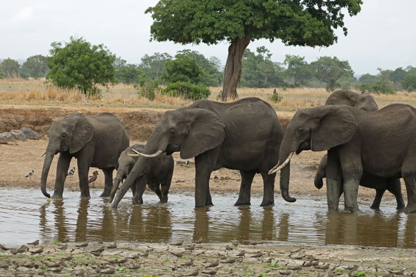 Elephants (Loxodonta africana) 